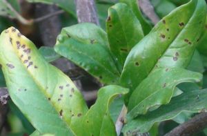 uploads/images/disease/leaf spot of pomegranate.jpg